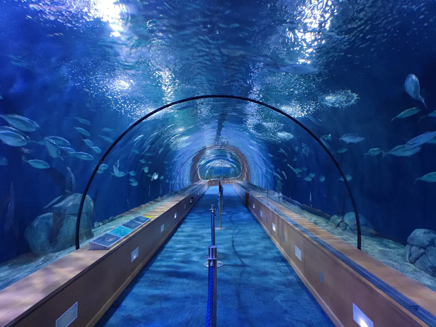 Visiteurs dans le long tunnel sous-marin de l’Oceanogràfic, entourés de poissons