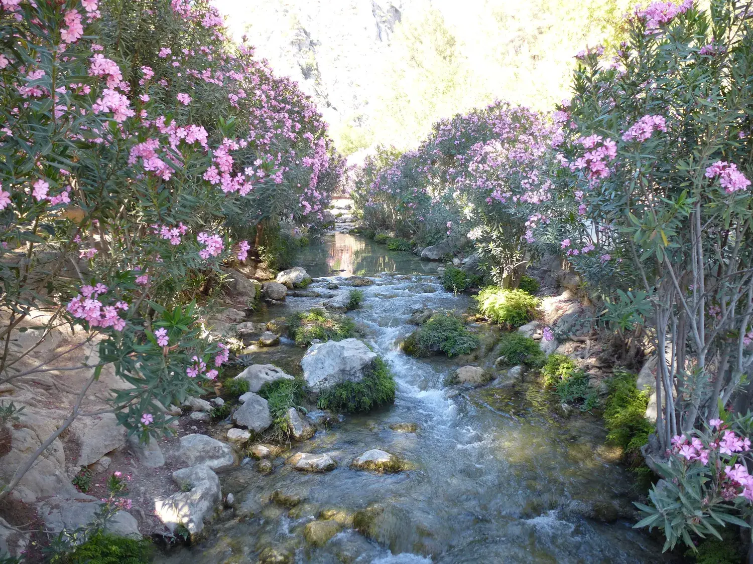 La rivière Algar coulant entre des lauriers-roses en fleurs et des rochers