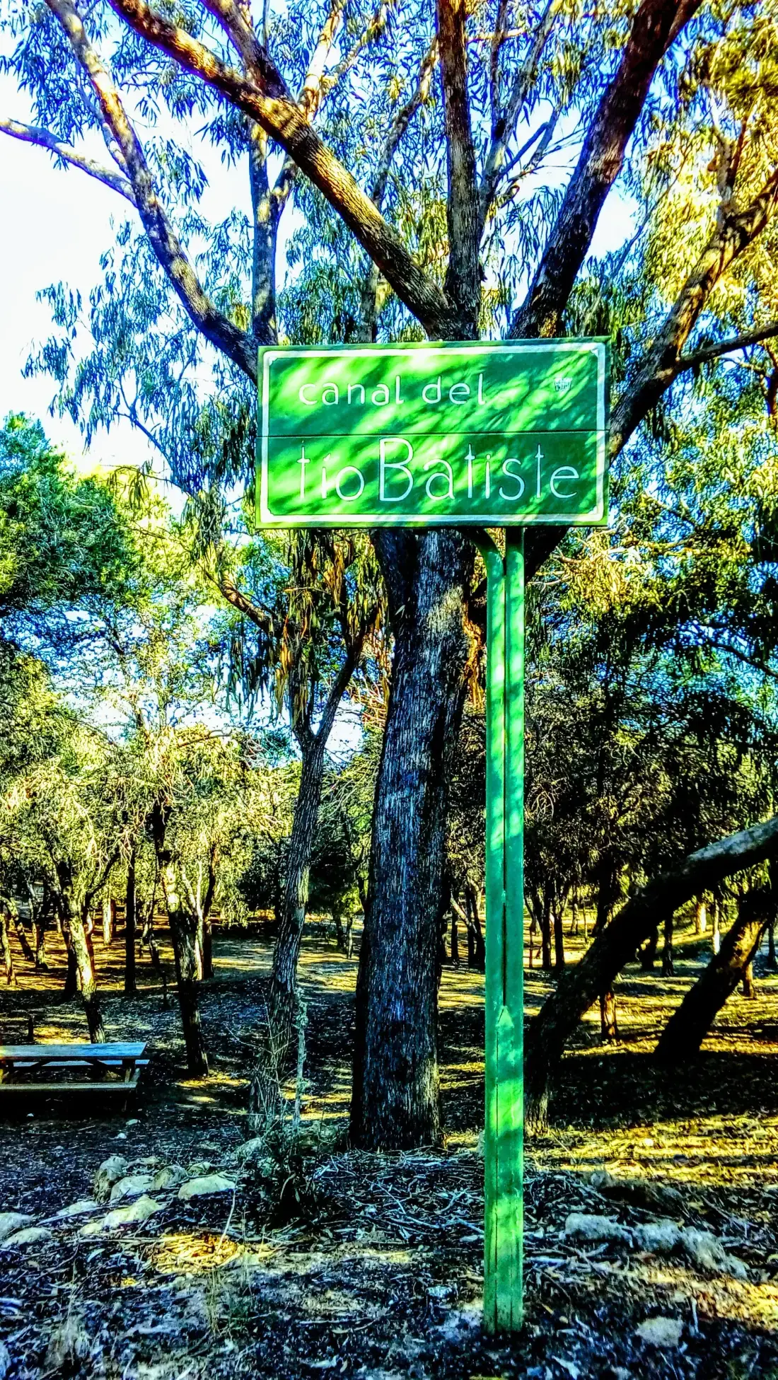 Sous-bois de la pinède de Guardamar avec un panneau parmi les pins