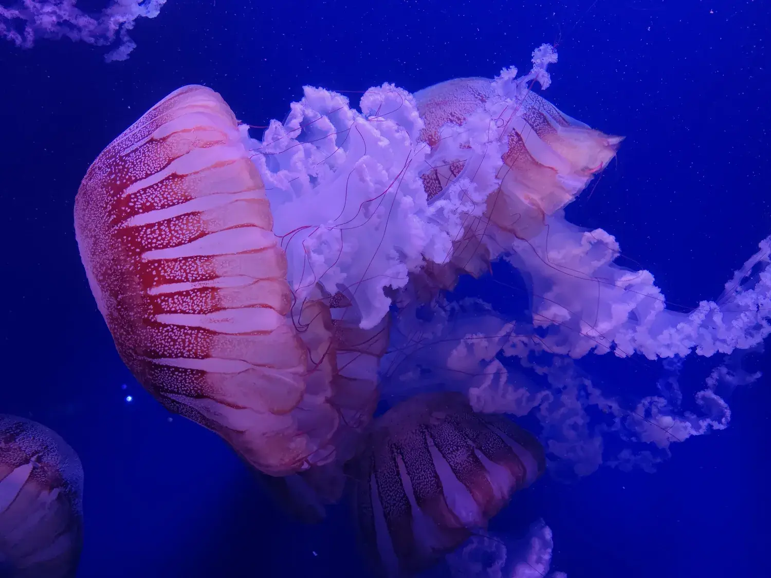 Méduse rose aux longs filaments éclairée dans un aquarium sombre