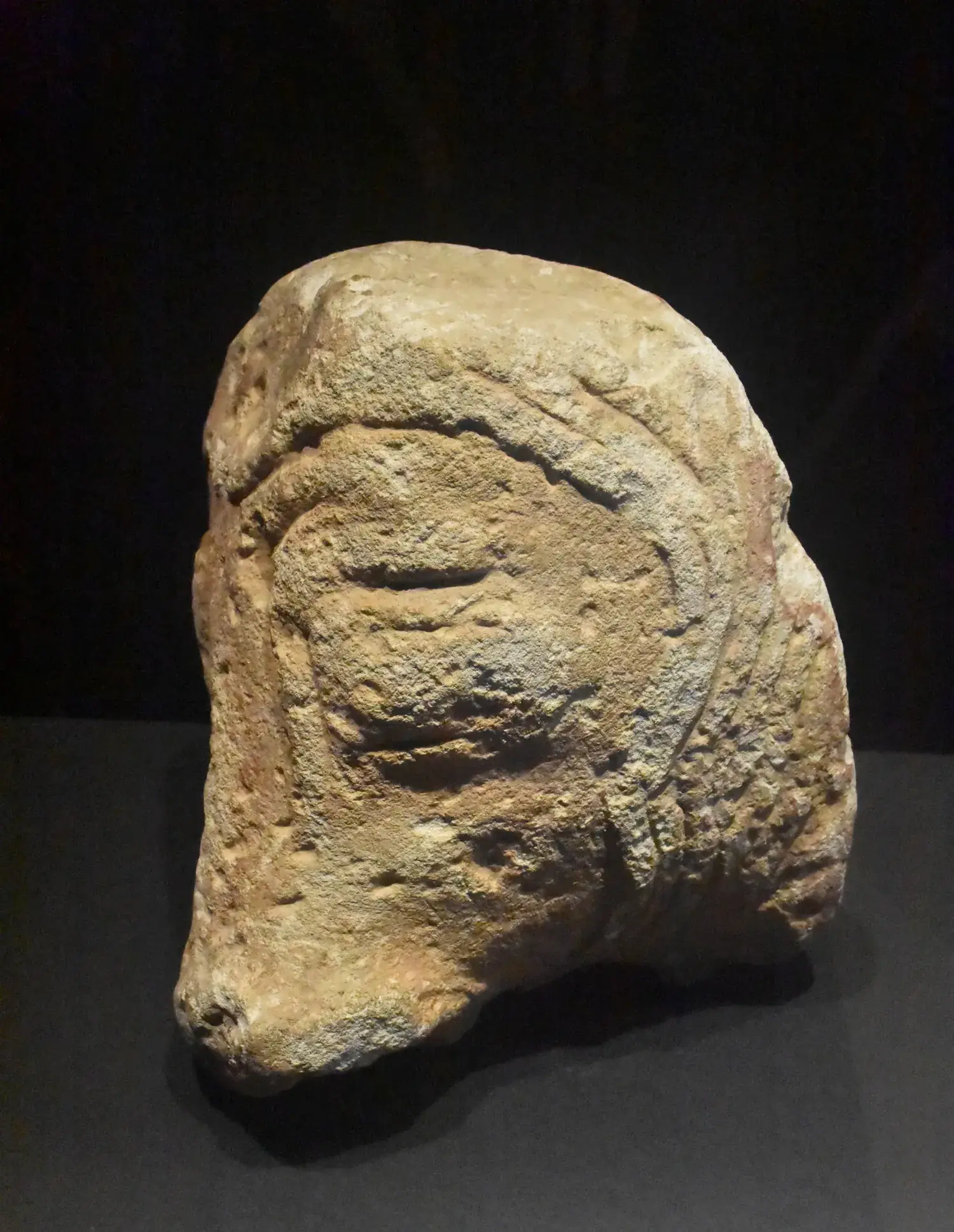 Sculpture ibère en pierre représentant une tête de taureau exposée au MARQ d’Alicante