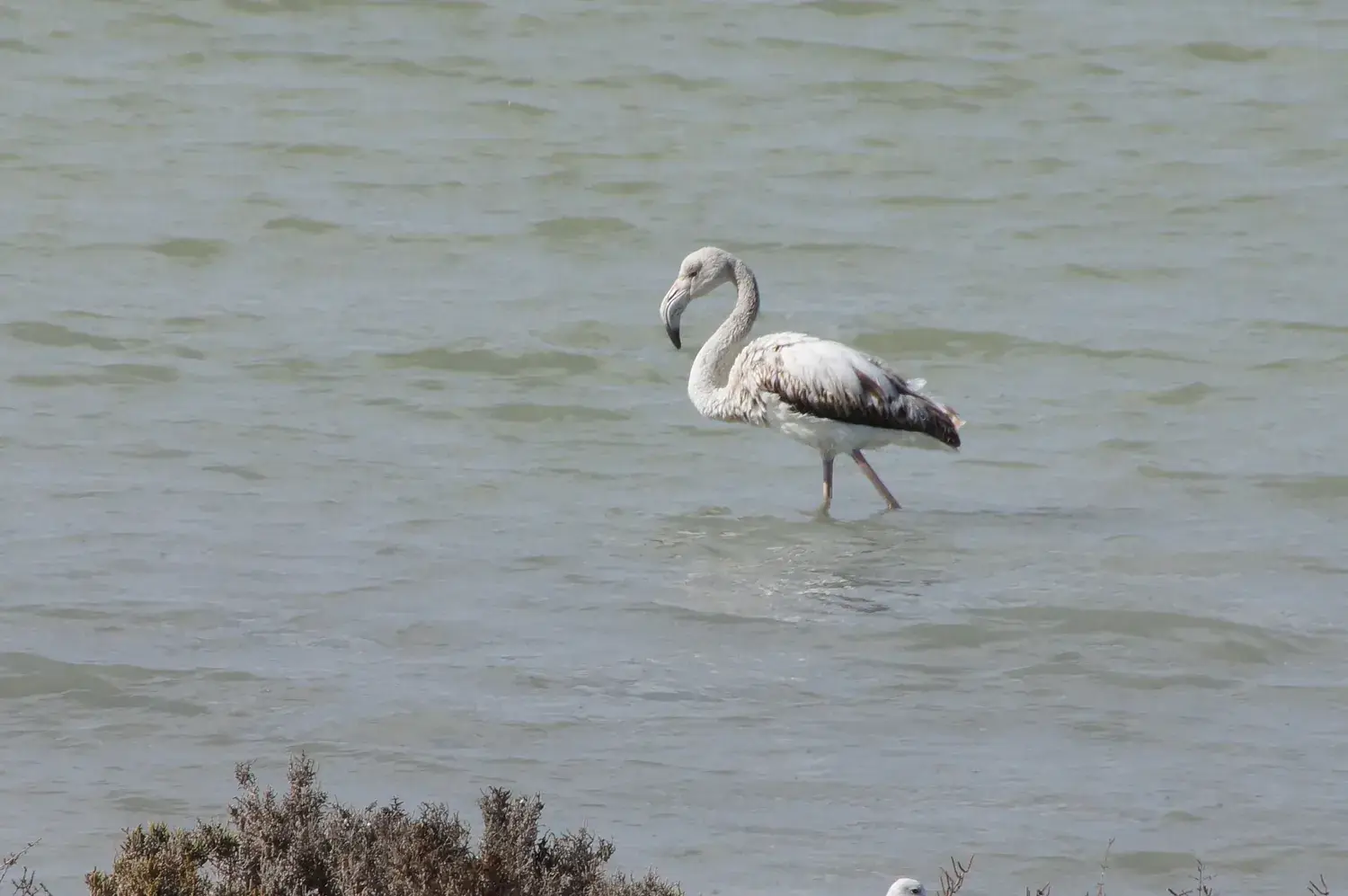 Jeune flamant rose marchant dans l’eau des salines de Santa Pola