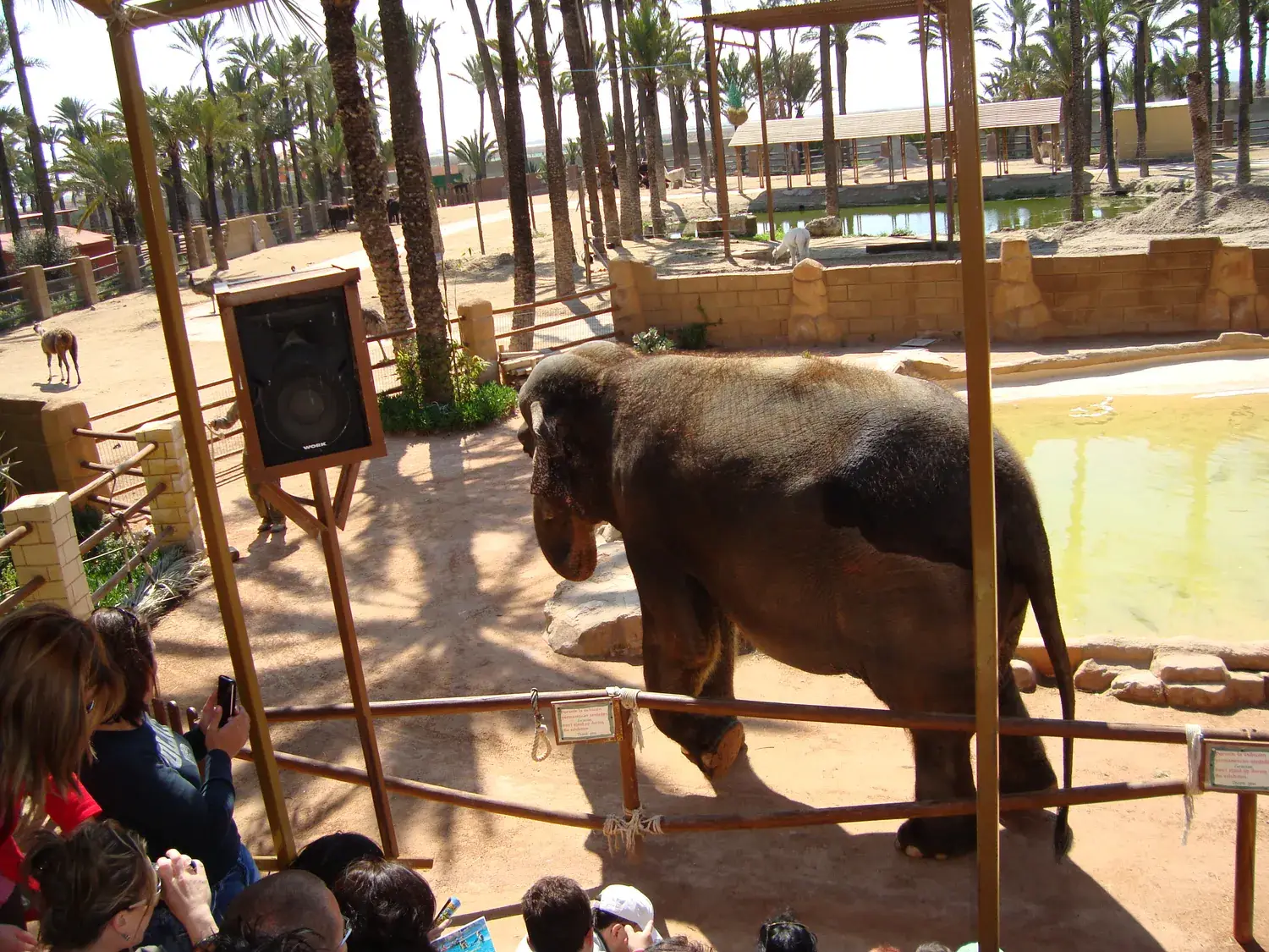 Éléphant dans son enclos au Río Safari d’Elche, observé par des visiteurs
