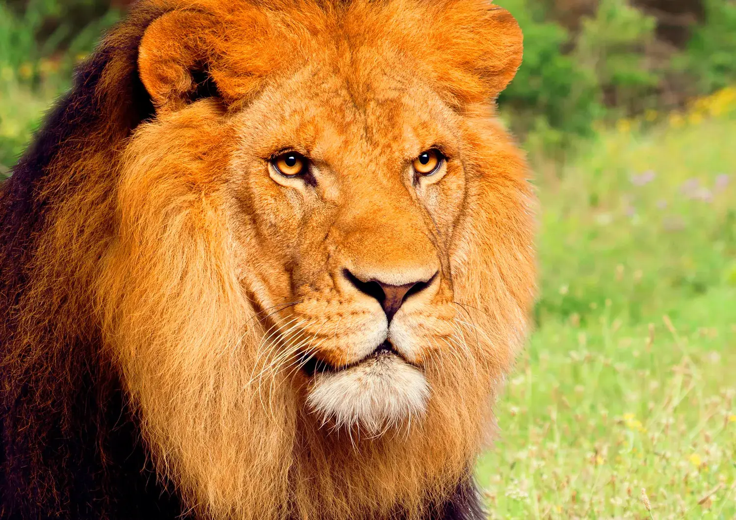 León macho de melena dorada tumbado en la hierba en Terra Natura