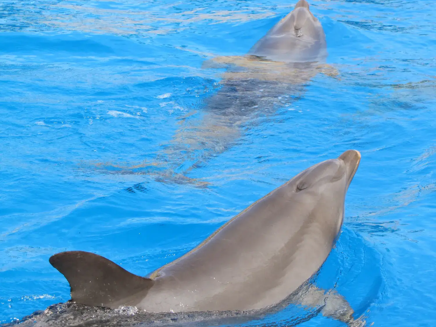 Dauphin nageant en surface dans le grand bassin de Mundomar