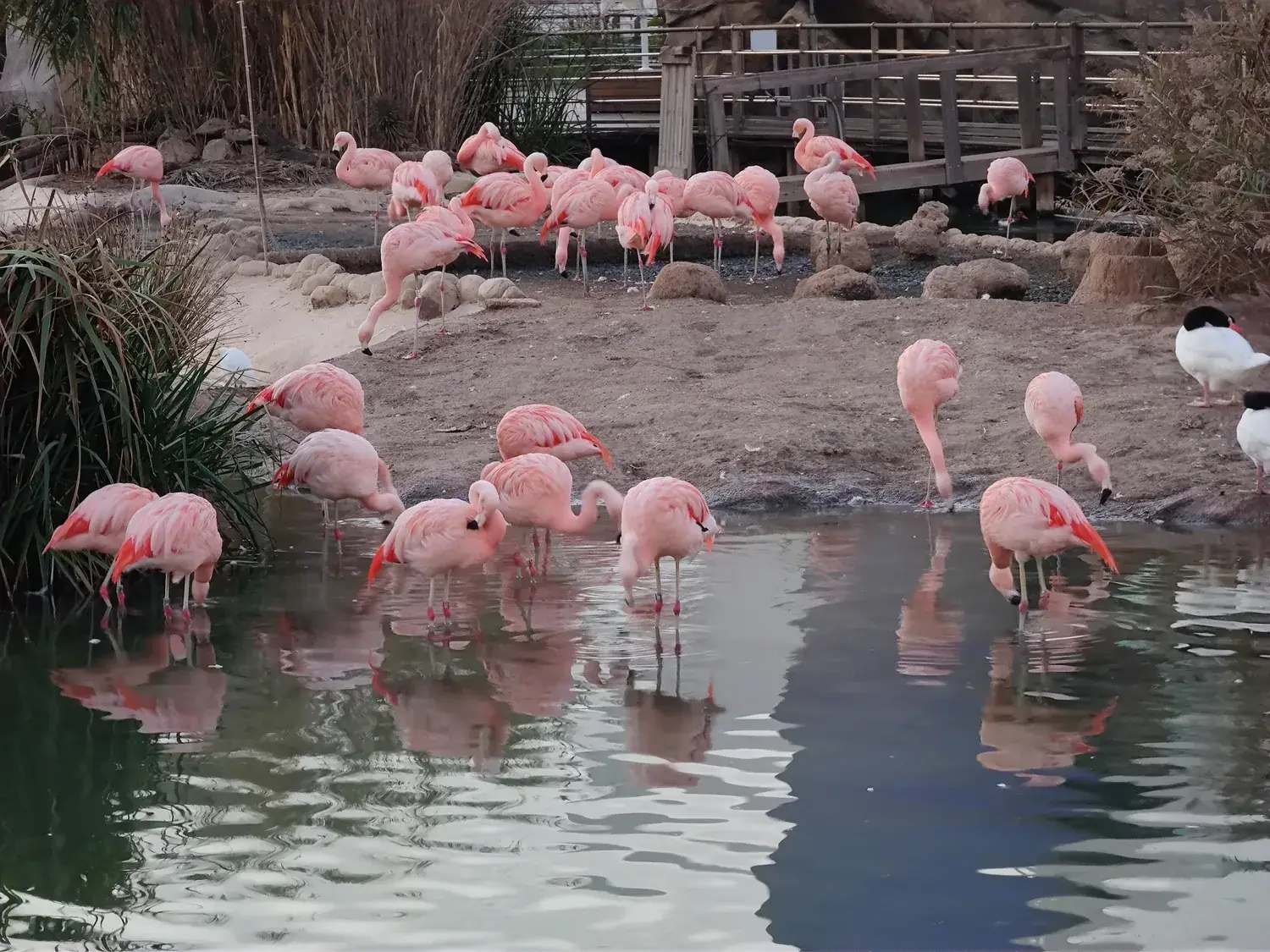 Groupe de flamants roses dans les jardins de l’Oceanogràfic