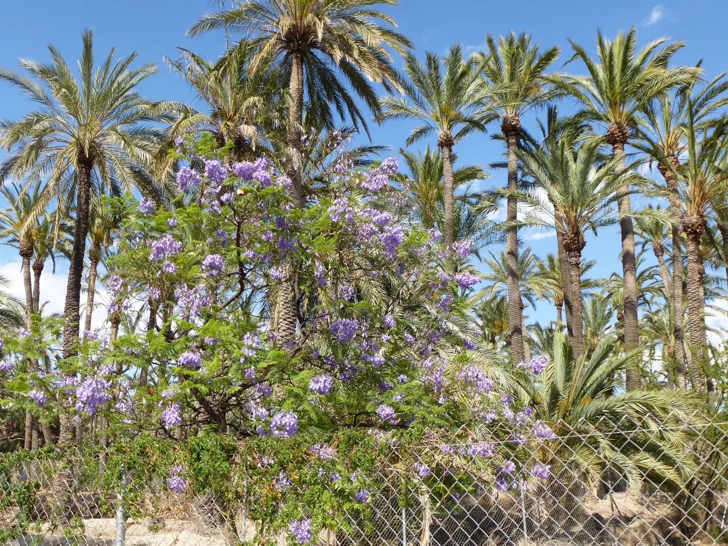 Palmiers-dattiers et arbres en fleurs mauves dans la palmeraie d’Elche