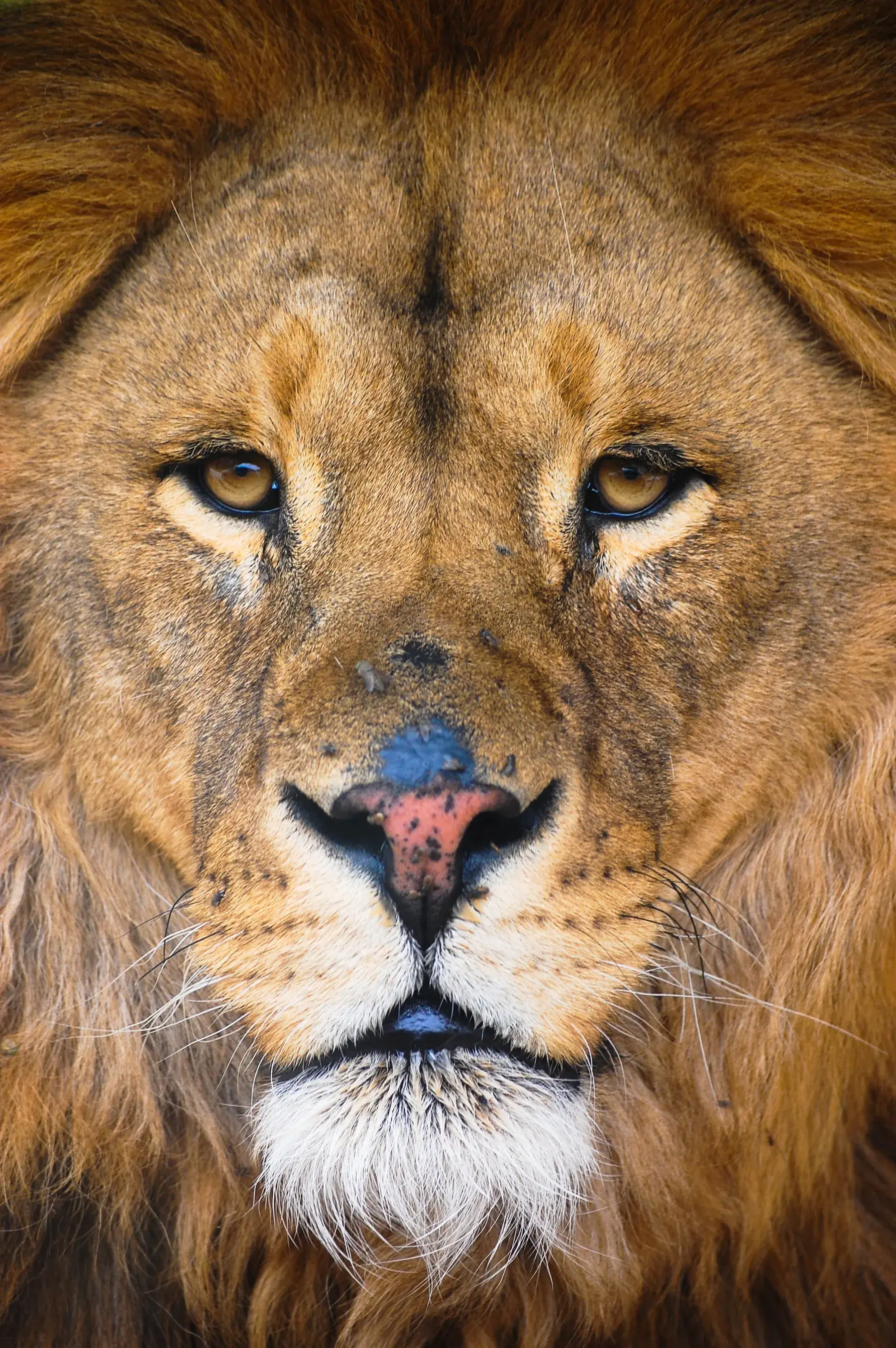 Portrait en gros plan d’un lion au regard perçant au Safari Aitana