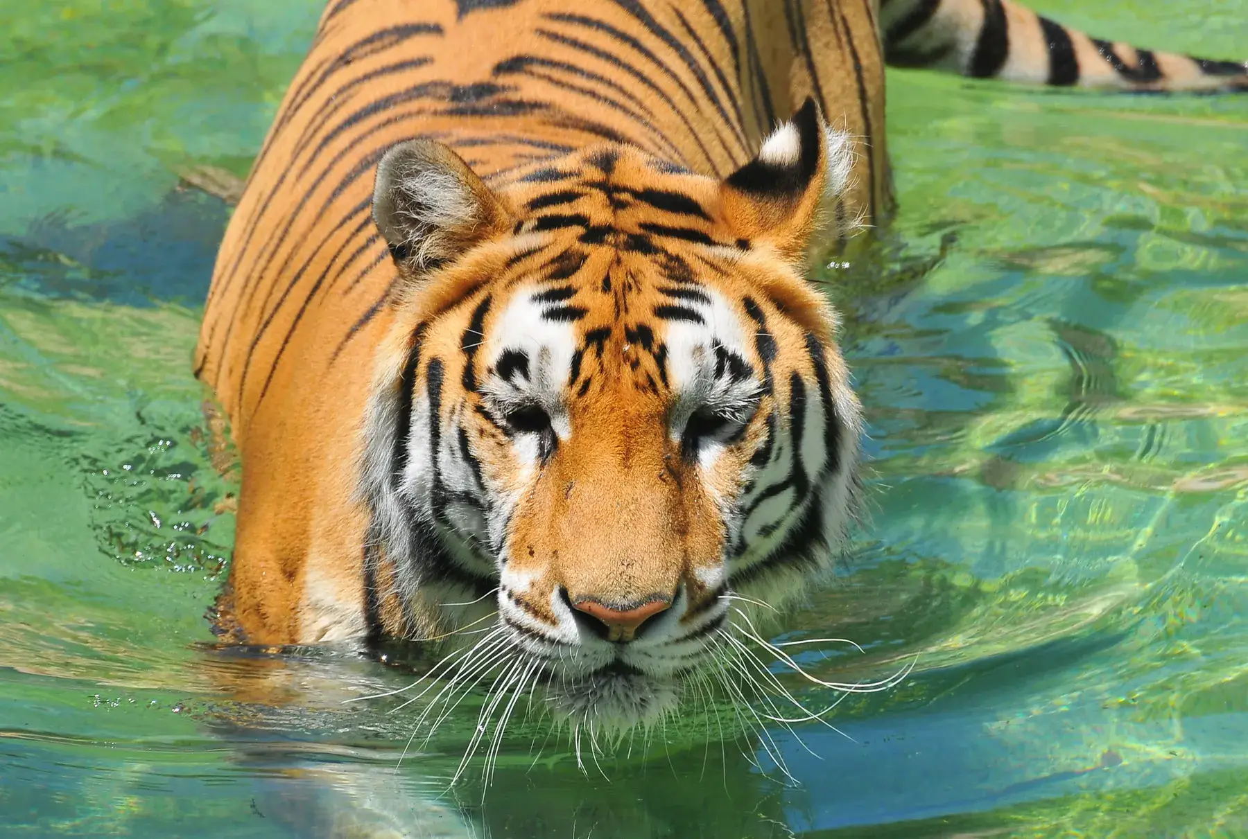 Tigre se rafraîchissant dans l’eau de son enclos à Terra Natura Benidorm
