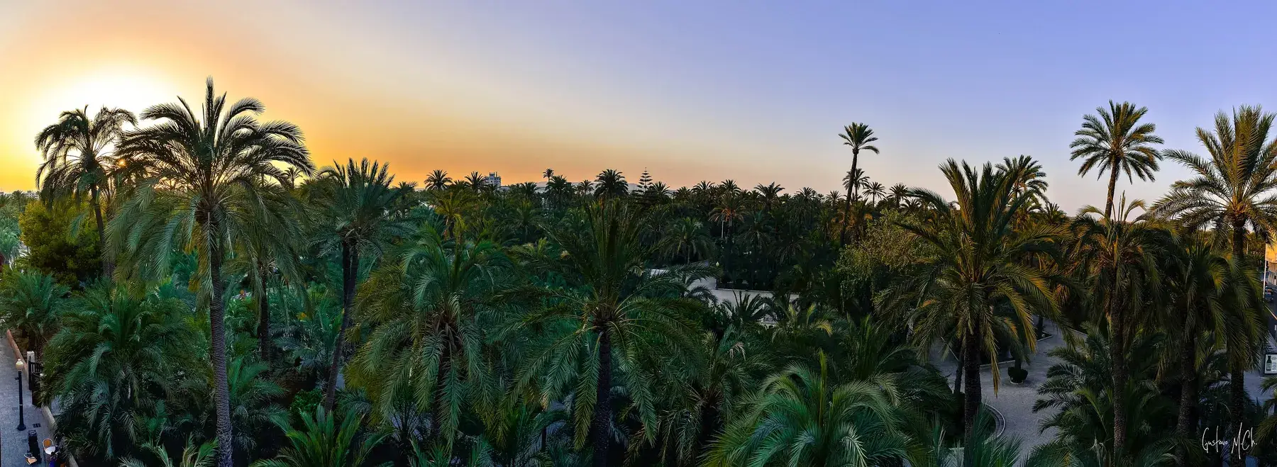 Vue panoramique sur la palmeraie d’Elche au coucher du soleil, une mer de palmiers