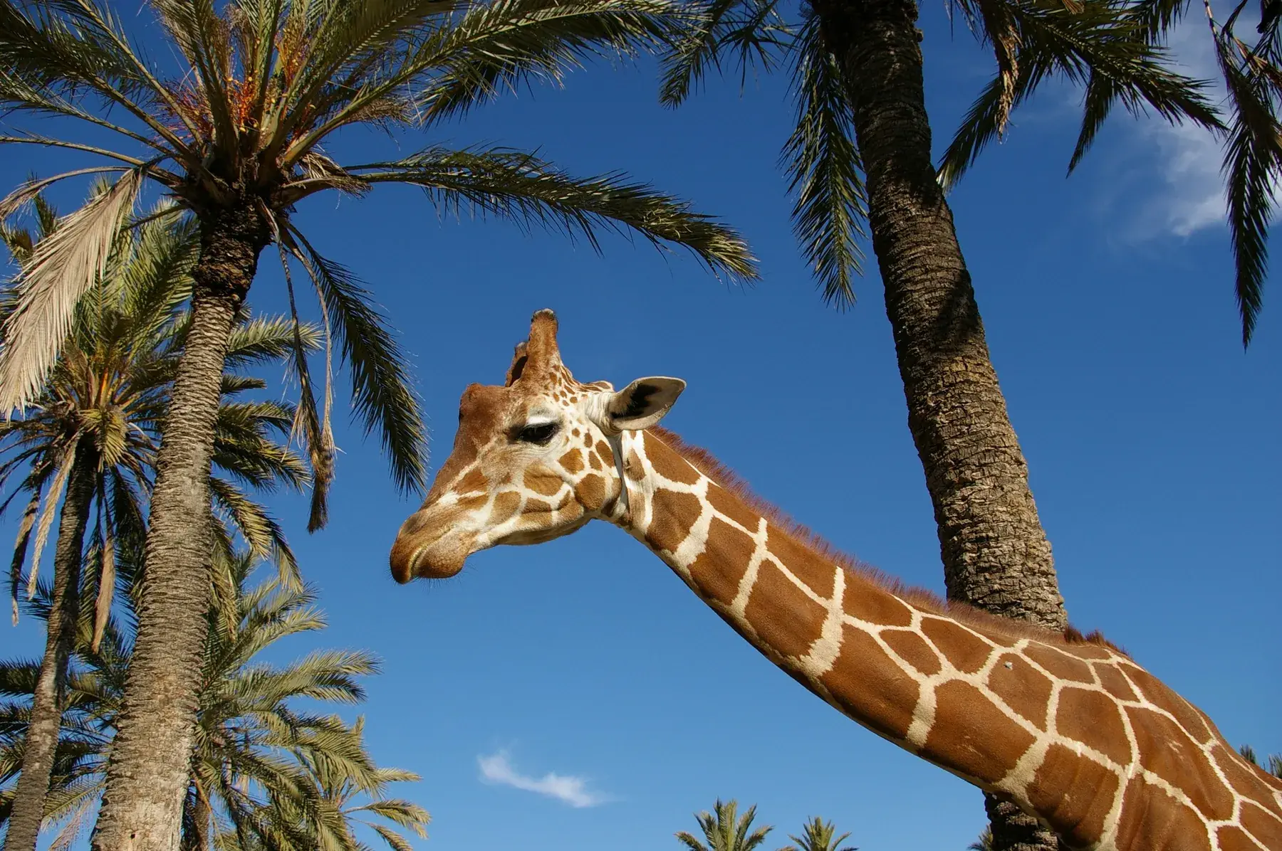 Girafe dépassant la cime des palmiers sous un ciel bleu au Río Safari d’Elche